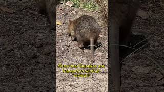 Meet Europes Cutest Kangaroo The Quokka 🦘 [upl. by Eiramanit]