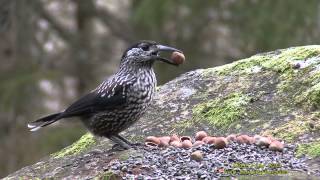 NÖTKRÅKA Spotted Nutcracker Nucifraga caryocatactes Klipp  1453 [upl. by Osmund761]