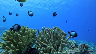 Scuba Dive Molokini Crater Backwall Shark Encounter [upl. by Linzer576]