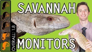 Savannah Monitor The Best Pet Lizard [upl. by Ruvolo]