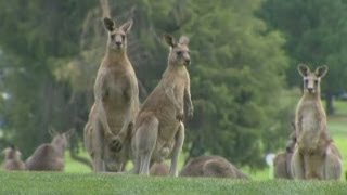 Kangaroos storm golf course during Womens Australian Open in Canberra [upl. by Swisher]