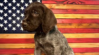 2024 Litter Week 78 Update wirehaired Pointing Griffon Puppies Run Jump Shoot [upl. by Criswell356]