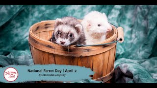 National Ferret Day  April 2 [upl. by Mariann]