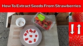 Extracting Strawberry Seeds From Fresh Strawberries Is Fairly Easy [upl. by Iniretake362]