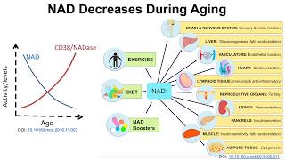 Are there foods that can increase NAD Part I [upl. by Heppman]