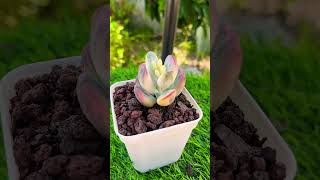 Cotyledon orbiculata Variegated plants bonsai garden aeonium nature shorts [upl. by Fong396]