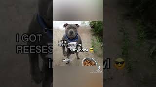 REESES PUFFS EAT EM UP EAT EM UP DOGGO EDITION Credit doggomusicvideo on TikTok [upl. by Moir]