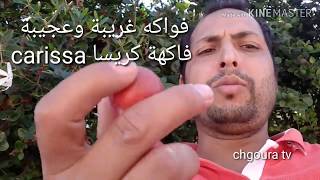 أغرب فاكهة  فاكهة كريسا او الكريسيا carissa [upl. by Acimad]