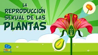 LA REPRODUCCIÓN SEXUAL DE LAS PLANTAS Las partes de una flor  Vídeos Educativos para Niños [upl. by Qirat372]