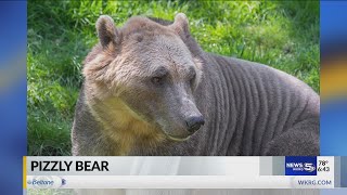 VIDEO ‘Pizzly bears’ Climate change to thank for grizzlypolar bear hybrid experts say [upl. by Orvah700]