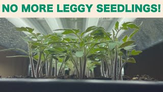 2023 Garden Week 3  Grow light setup and how to prevent leggy seedlings [upl. by Riva]