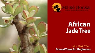 59 Jade Bonsai Afircan Jade or Crassula Ovata Bonsai  Tropical Bonsai Trees for Beginners [upl. by Rahab400]