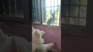 Ye ky dek liya🤬  indian spitz dog barking  indian spitz dog agressive  indian spitz dog fight [upl. by Padriac]