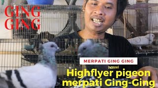 MERPATI GINGGING  MERPATI ENDEMIK DARI MADURA MERPATI TINGGIAN [upl. by Norrahc]