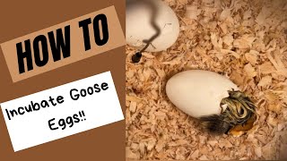 HOW TO INCUBATE GOOSE EGGS [upl. by Louth856]