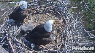 SWFL Eagles  Harriet Brings A Cat To Nest Not A Stuffy Warning Viewer Discretion Advised 21521 [upl. by Philander902]