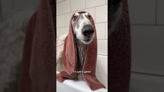 wash a noodle part 2 borzoi silkenwindhound puppy dogsofyoutube fyp shorts dogwash bathtime [upl. by Anairotciv]