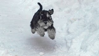 Miniature Schnauzer in Snow [upl. by Bodi]