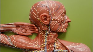 Lymph Flow through Lymphatic Trunks and Ducts [upl. by Landsman499]