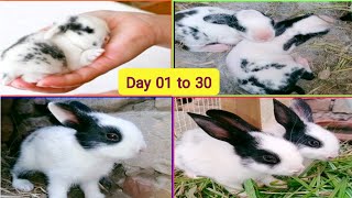 Baby Rabbits  Day 01 to 30 days old  Beautiful black amp white babies [upl. by Airdnaxela851]