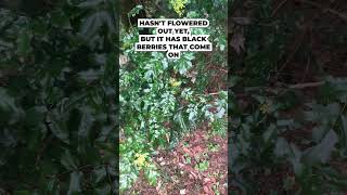 PNW Native Plant  Mahonia Oregon Grape [upl. by Hsur]