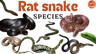 Rat Snake  Types of Rat Snake Species Name in English for kids kidslearning reptiles snake [upl. by Orella]