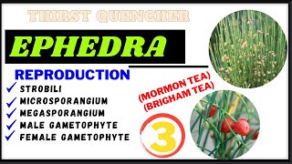 Reproduction of Ephedra plant gymnosperm UrduHindi by Mushtaq Saqib [upl. by Arria]