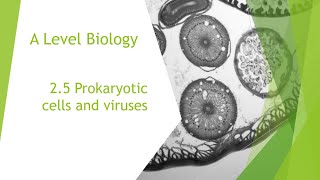 25  Prokaryotic Cells and Viruses┃Alevel Biology Revision [upl. by Ardnyk680]