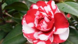 The rose of winter  La rose dhiver  Camellia japonica [upl. by Ahsrop]