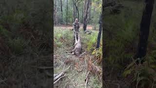 Sambar Deer Hunting at Jamieson  State Forest  Browning Hells Canyon [upl. by Delly676]