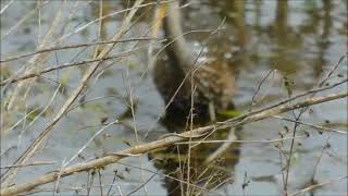 Limpkin feeding Watch how it submerge it whole head looking for food [upl. by Gasper506]