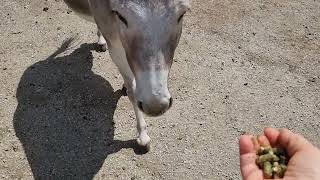 Esel im Tiererlebnispak Buchenberg Waidhofen an der Ybbs kluge Tiere  Jeder hat seinen Rang [upl. by Mariko]