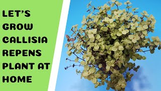 How to Grow Callisia Repens at Home Fast amp Easy  How to Propagate Callisia Repens Plant at Home [upl. by Robbert341]