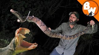 Fangs of the Largest Pit Viper Snake [upl. by Ev]