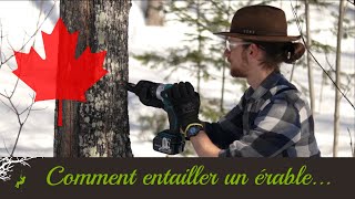 Comment Entailler un Érable  Enseigné par un arboriste [upl. by Veronica474]