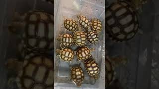 African Sulcata Tortoise Hatchlings [upl. by Ycram]