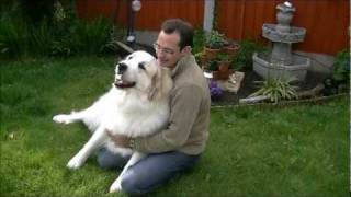 Pyrenean Mountain Dogs  Great Pyrenees  Penellcy Penny [upl. by Noswal737]