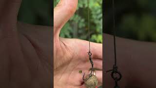 Carpfishing Spinner rig MTC Baits Fish n Garlic  pop up Triple R Garlic carpfishing shorts [upl. by Kcirej211]