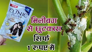 मिलीबग से छुटकारा सिर्फ ₹1 में  Mealybug Treatment In Hindi  Mealybug Ko Kaise Hataye  Mealybug [upl. by Esiahc394]