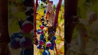 Barbera wine grape harvest for Lucid Winery naturematters naturelover wineharvest [upl. by Au611]