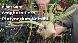 Platycerium Veitchii  Silver Staghorn Fern  Ep111 [upl. by Bauer898]