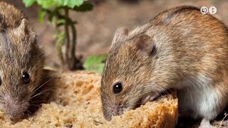 Cas dinfecció per hantavirus al Berguedà [upl. by Ahsieuqal]