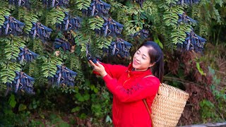 Harvesting gleditsia fruit amp Goes To Market Sell  Gardening And Cooking  Lý Tiểu Vân [upl. by Anairo161]