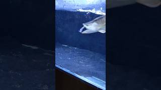 red tail golden arowana eating catfish [upl. by Asetal]