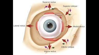 OBENG SERIES  OCULAR MUSCLES [upl. by Valente]