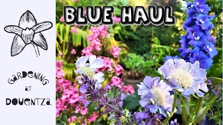 BLUE Flowers  Mid Summer Buying Spree  Garden Perennial Haul [upl. by Kelby]