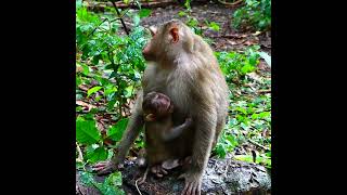 Expert Primatologist Shares Adorable Baby Monkey Moments [upl. by Cyrilla662]