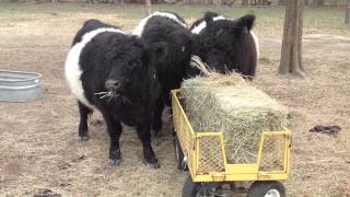 Miniature Scottish beltie cowsOH GOD THEY ARE SO CUTE Oreo cows [upl. by Giustina]