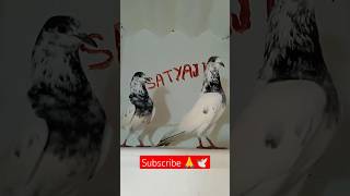 Pakistani kabutarpigeon sorts [upl. by Eignav]