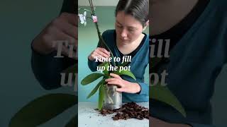 Repotting my phalaenopsis orchid 🌸 [upl. by Nader]